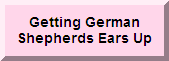 http://longcoatgermanshepherds.homestead.com/gettinggermanshepherdsearsup.html