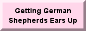 http://longcoatgermanshepherds.homestead.com/gettinggermanshepherdsearsup.html